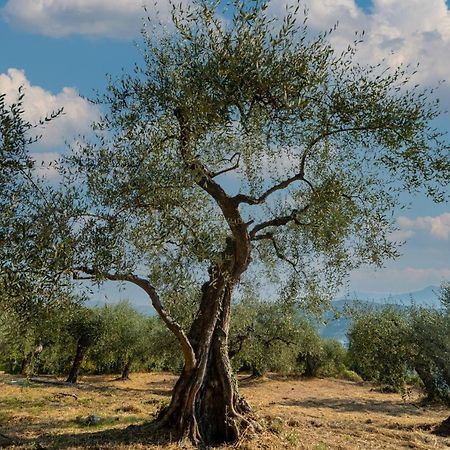 Casetta Maduneta Immersa In Un Oliveto Dolceacqua Exterior foto