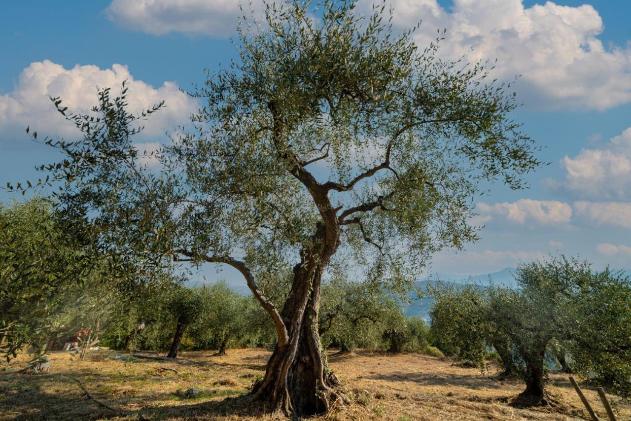Casetta Maduneta Immersa In Un Oliveto Dolceacqua Exterior foto